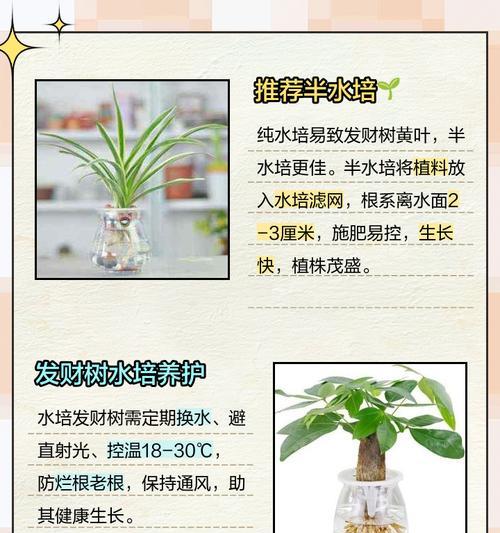 发财树养护全攻略？如何让发财树茁壮成长？
