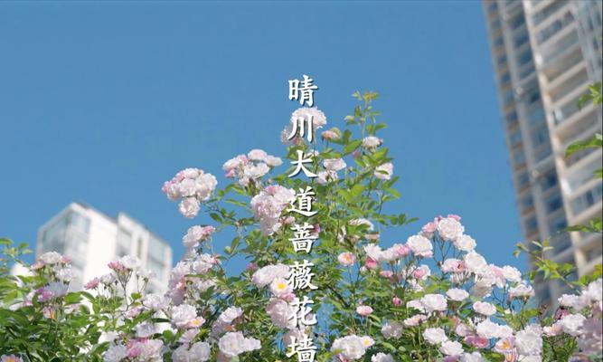 蔷薇花花期指南？蔷薇花的最佳观赏期是什么时候？