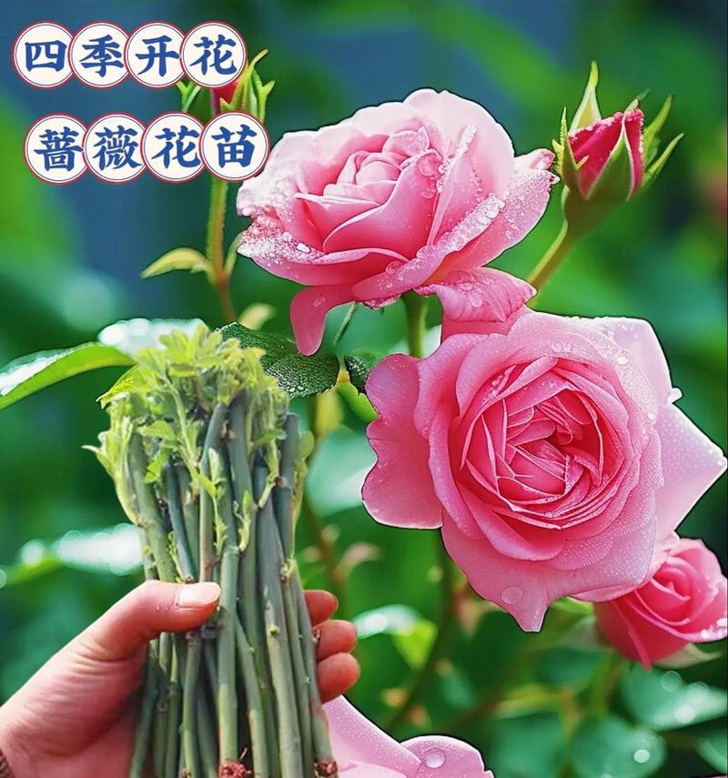 蔷薇花花期指南？蔷薇花的最佳观赏期是什么时候？