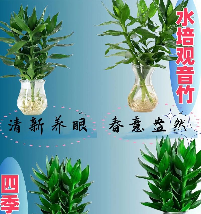 办公室绿植竹子如何养护？竹子在办公室的养护技巧是什么？