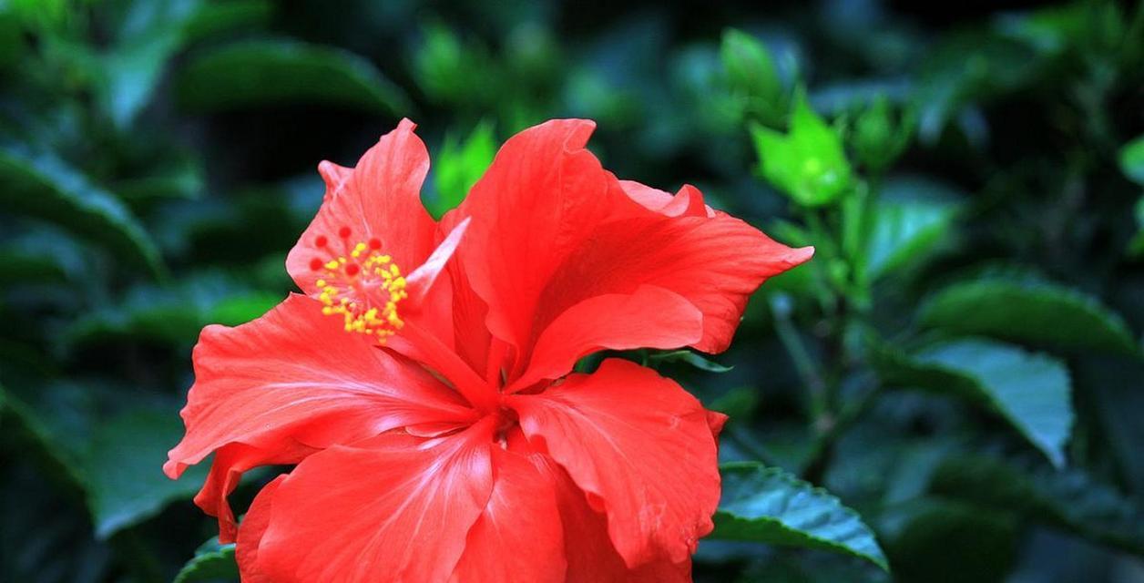 扶桑不开花是什么原因及解决办法？如何促进扶桑开花？