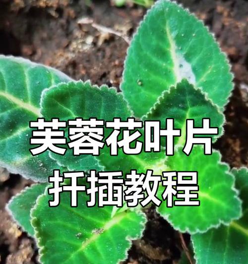 简单的扦插方法有哪些？如何轻松进行植物扦插？