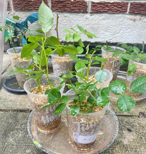 简单的扦插方法有哪些？如何轻松进行植物扦插？