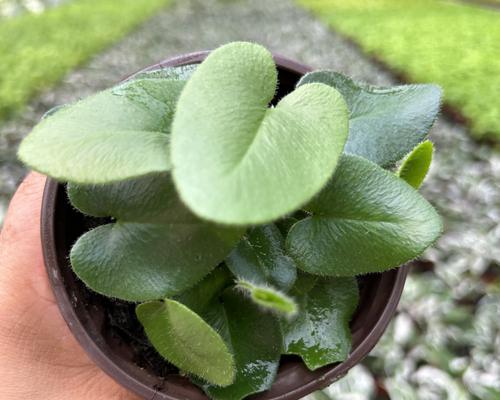 探索耐旱室内盆栽：轻松打造绿色家居？耐旱盆栽有哪些选择？