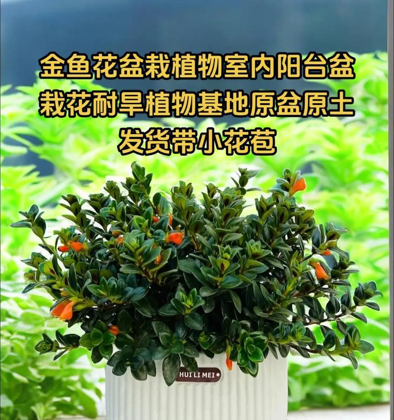 探索耐旱室内盆栽：轻松打造绿色家居？耐旱盆栽有哪些选择？
