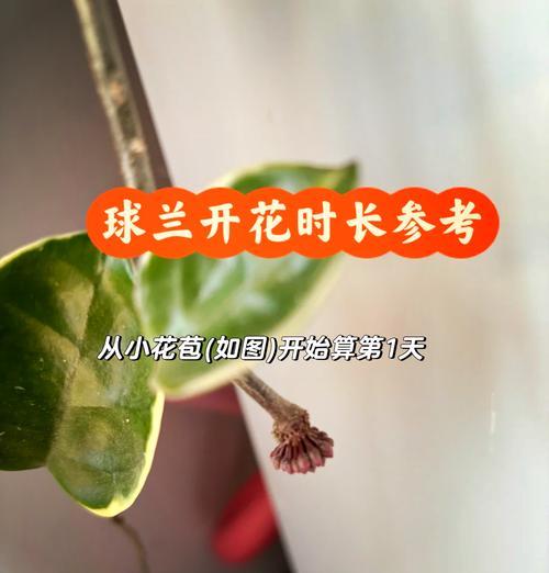 球兰品种询问及养护讨论？球兰的养护要点是什么？