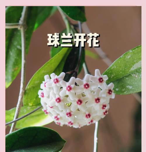 球兰品种询问及养护讨论？球兰的养护要点是什么？