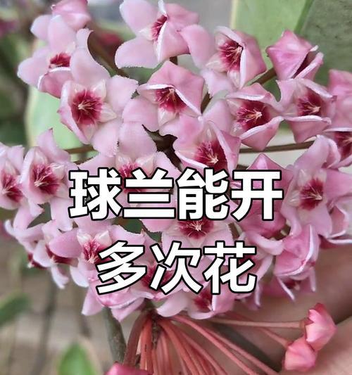 球兰品种询问及养护讨论？球兰的养护要点是什么？