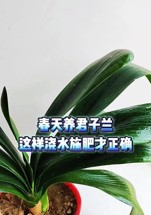 君子兰种植技术的技巧？君子兰侍养应采用什么土壤？