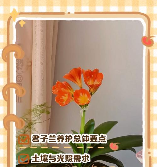 君子兰种植技术的技巧？君子兰侍养应采用什么土壤？