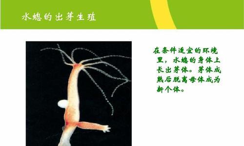 马铃薯块茎形成的繁殖方式解析？出芽生殖还是营养生殖？