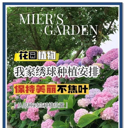 新人必养的十二种花卉指南？全年绽放精彩如何实现？