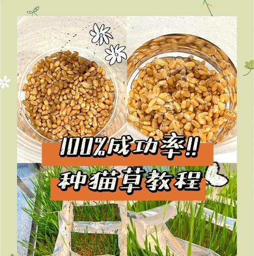 虎尾轮猫尾草如果种植？步骤和注意事项是什么？