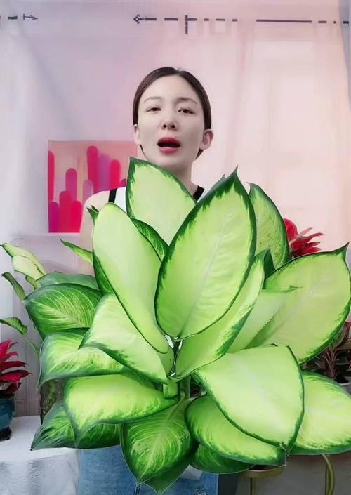万年青怎么养才茂盛？牢记哪些要点？