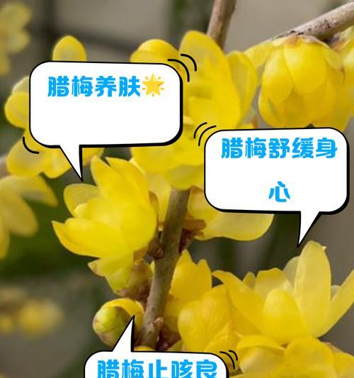 腊梅花几月开花？腊梅花几月绽放的秘密是什么？