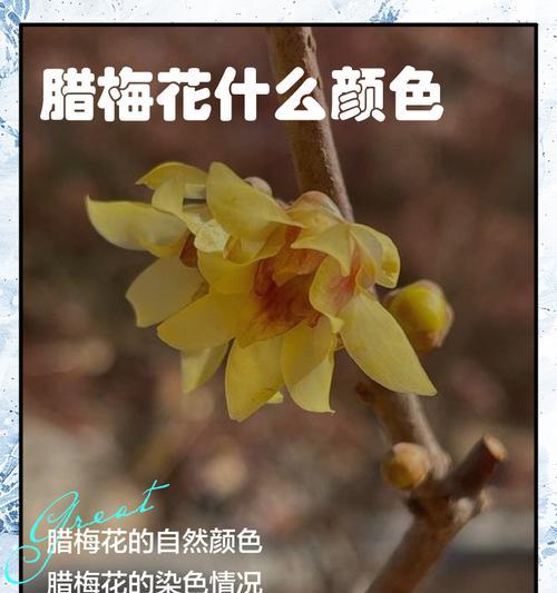 腊梅花几月开花？腊梅花几月绽放的秘密是什么？
