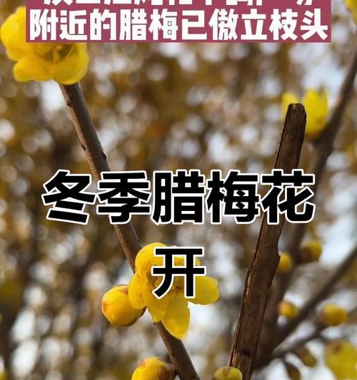 腊梅花几月开花？腊梅花几月绽放的秘密是什么？