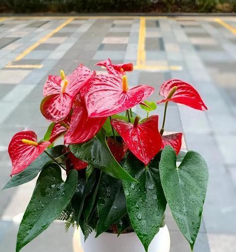 养红掌牢记三点？花比叶子多，红红火火好运来如何做到？