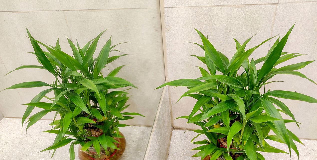 富贵竹绿油油养护秘籍？如何保持富贵竹的生机勃勃？