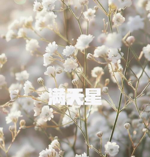 满天星的养殖方法和注意事项？如何养出繁星点点？