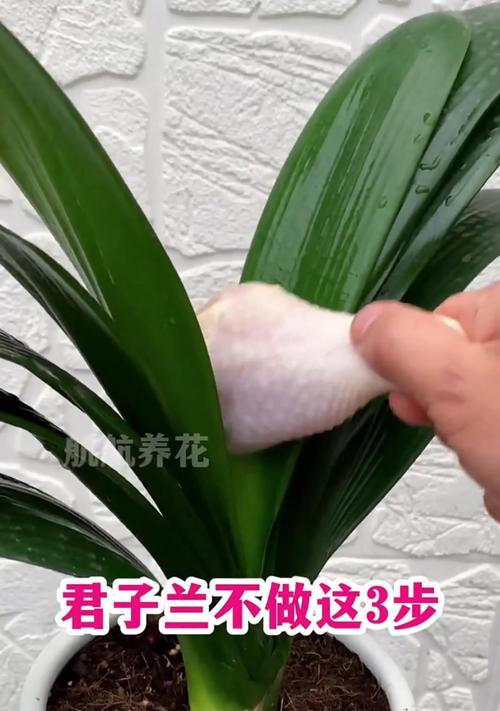 君子兰长时间不开花的原因及解决办法？