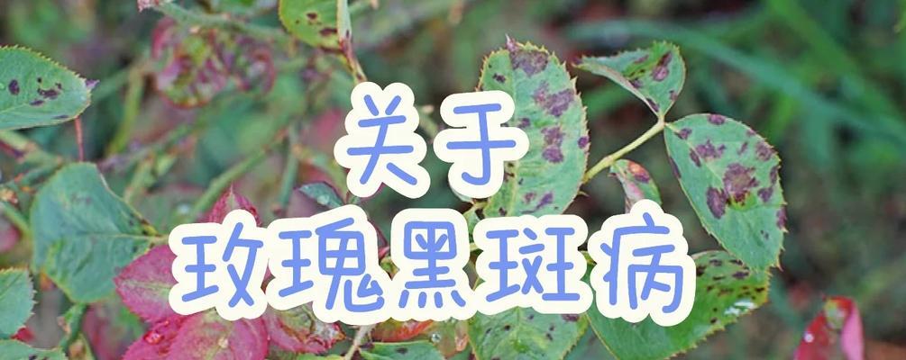黑斑玫瑰花需要哪种专用肥料？