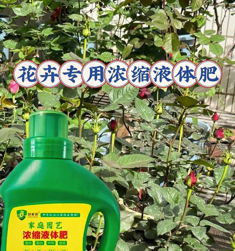 黑斑玫瑰花需要哪种专用肥料？