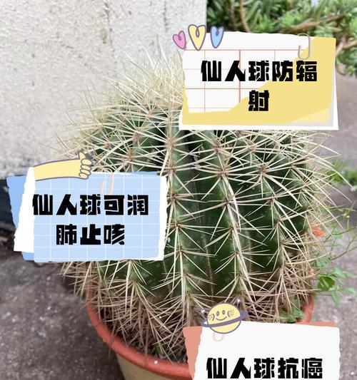 使用育苗袋种植仙人球可行吗？