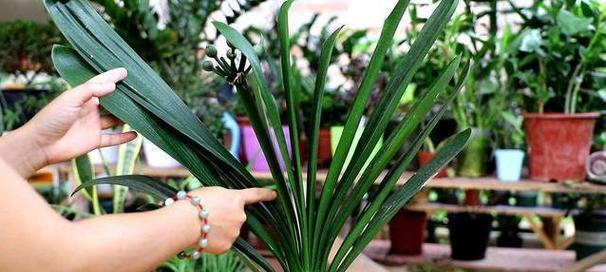 君子兰促花施肥的最佳方法是什么？