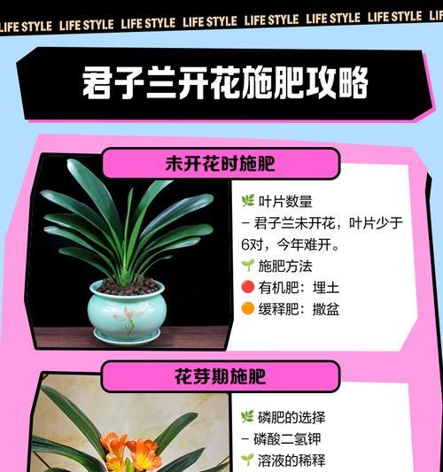 君子兰促花施肥的最佳方法是什么？