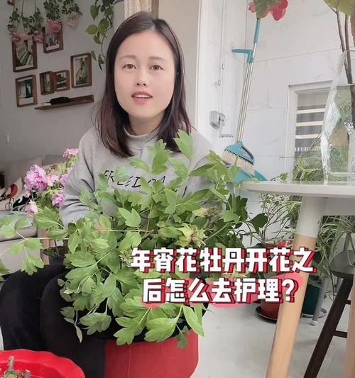 牡丹花种植后如何养护才能顺利开花？