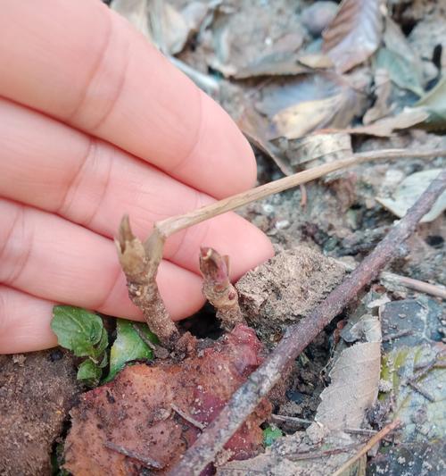 牡丹花种植后如何养护才能顺利开花？