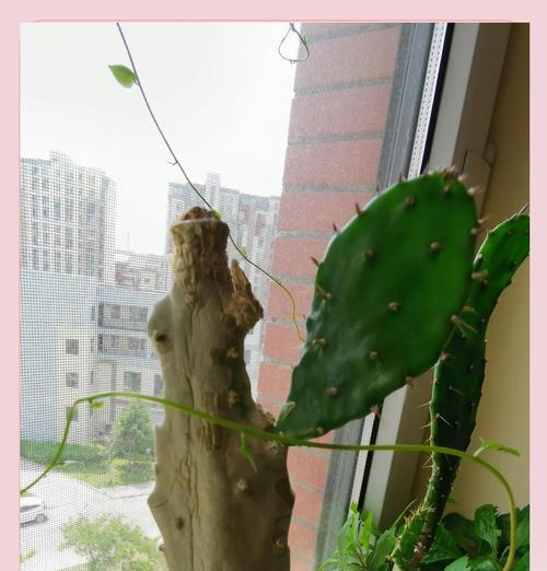 仙人掌浇水后狂长的原因及应对措施？