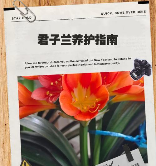 君子兰小娃娃的正确养护和浇水方法？