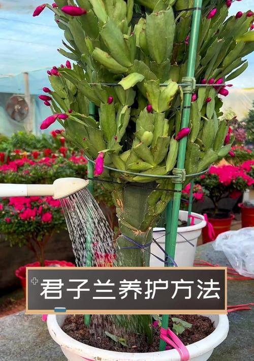 君子兰小娃娃的正确养护和浇水方法？