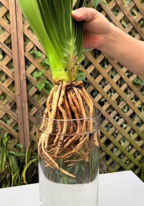 君子兰小娃娃的正确养护和浇水方法？
