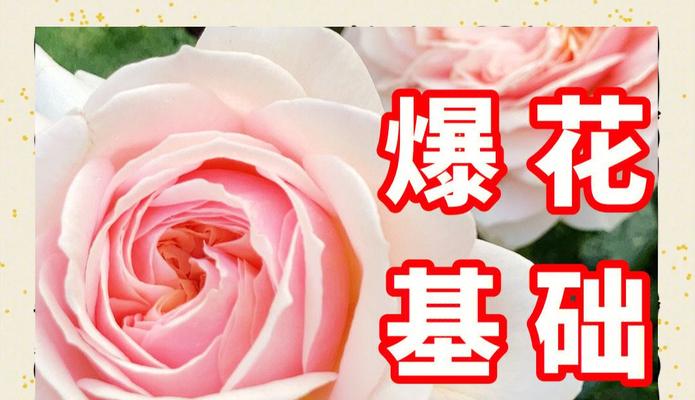 冬季月季玫瑰花施肥的正确时机和方法？