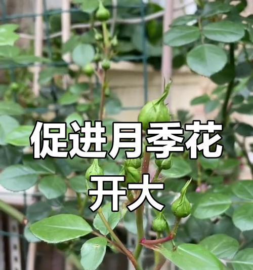 冬季月季玫瑰花施肥的正确时机和方法？