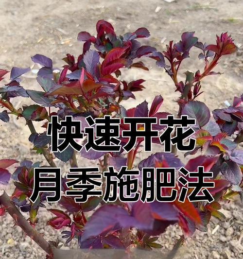 冬季月季玫瑰花施肥的正确时机和方法？