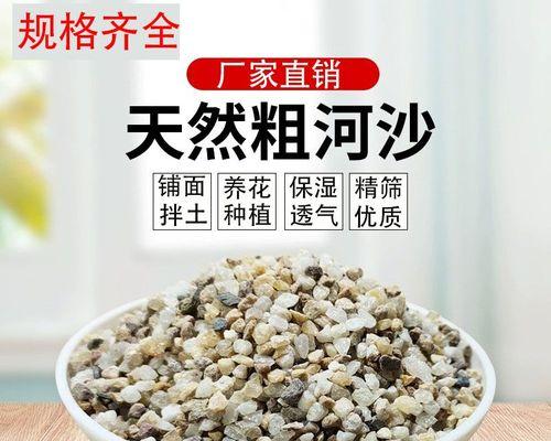 河砂种植君子兰的步骤和技巧是什么？
