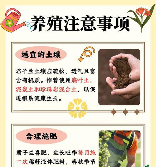 河砂种植君子兰的步骤和技巧是什么？