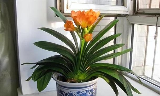 大花盆君子兰的养护技巧及开花条件？