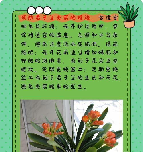 大花盆君子兰的养护技巧及开花条件？