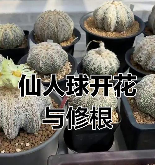 仙人球大量开花的可能原因有哪些？