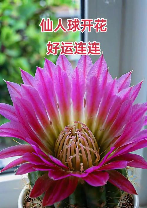 仙人球大量开花的可能原因有哪些？