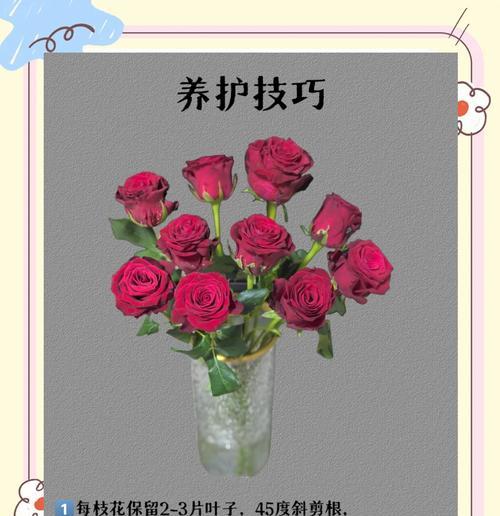 塞塞玫瑰花的种植步骤和注意事项是什么？