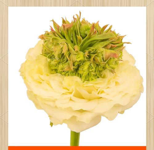 塞塞玫瑰花的种植步骤和注意事项是什么？