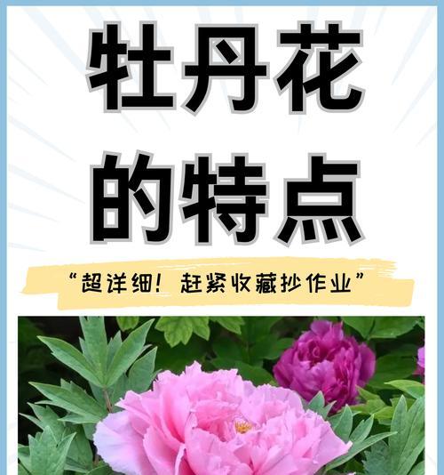 新手如何养护和管理地栽牡丹花？