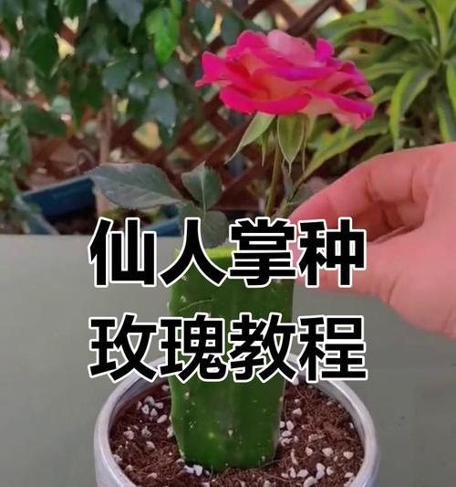 普通仙人掌修剪技巧有哪些？