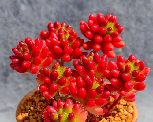 瑞昌玉锦仙人球的种植方法是什么？